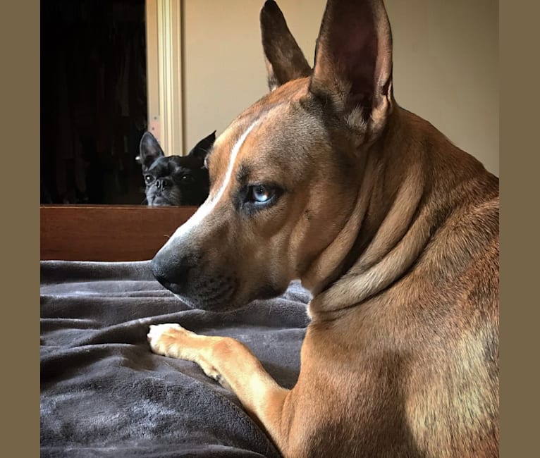 Sasha, an American Pit Bull Terrier and German Shepherd Dog mix tested with EmbarkVet.com
