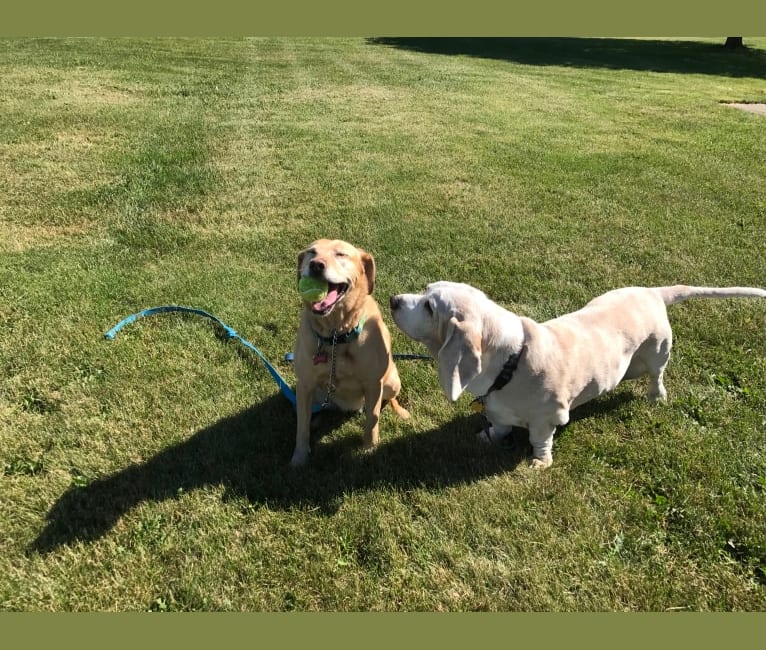 Sadie, a Labrador Retriever and American Bulldog mix tested with EmbarkVet.com