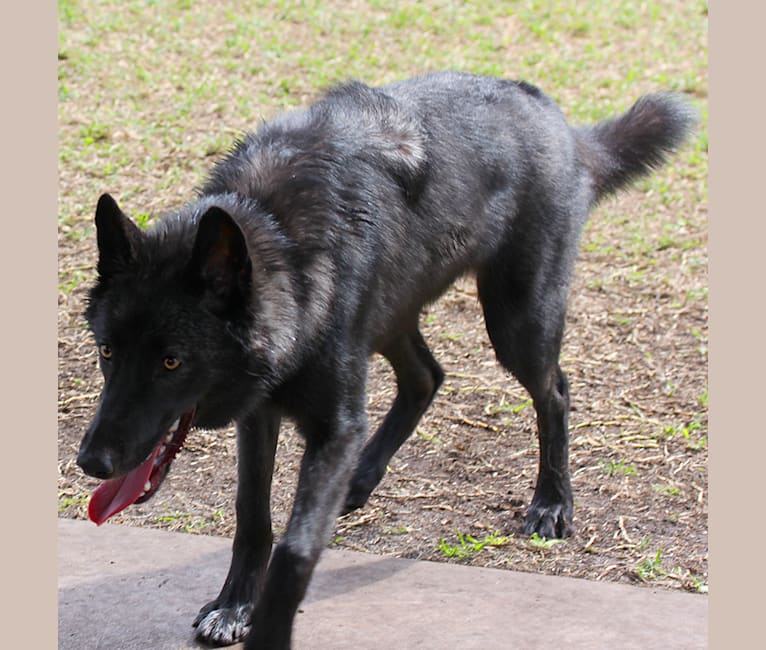 Embark Dog DNA Test Breed