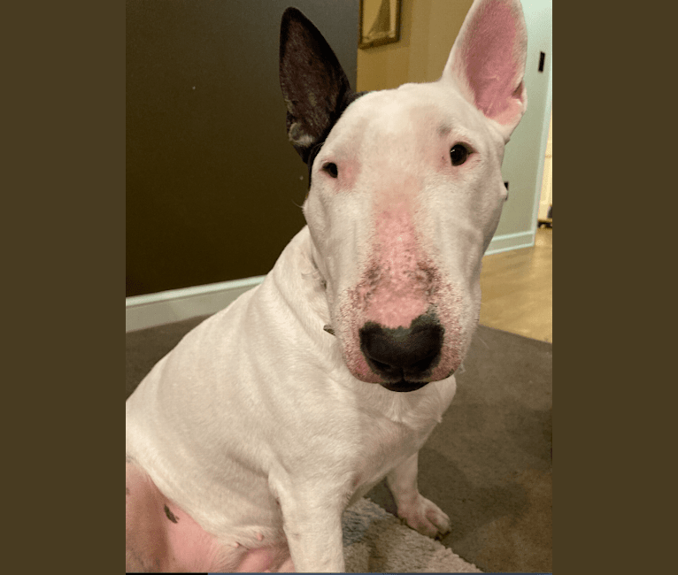 Janice, a Bull Terrier tested with EmbarkVet.com