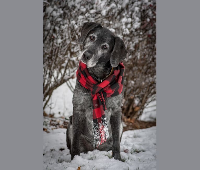 Photo of Schimpf's Addicted to the Game ("Addie"), a Labrador Retriever and German Shepherd Dog mix in Aurora, Illinois, USA