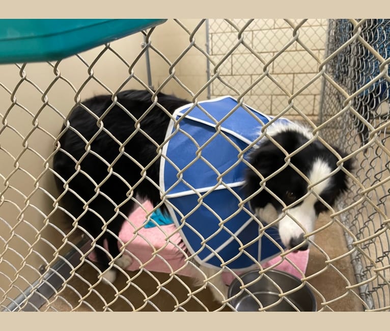 Photo of Angel, a Border Collie  in Tennessee, USA