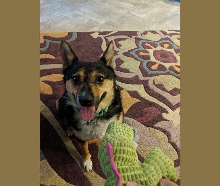 Prunella Shep, an Australian Cattle Dog and Mixed mix tested with EmbarkVet.com