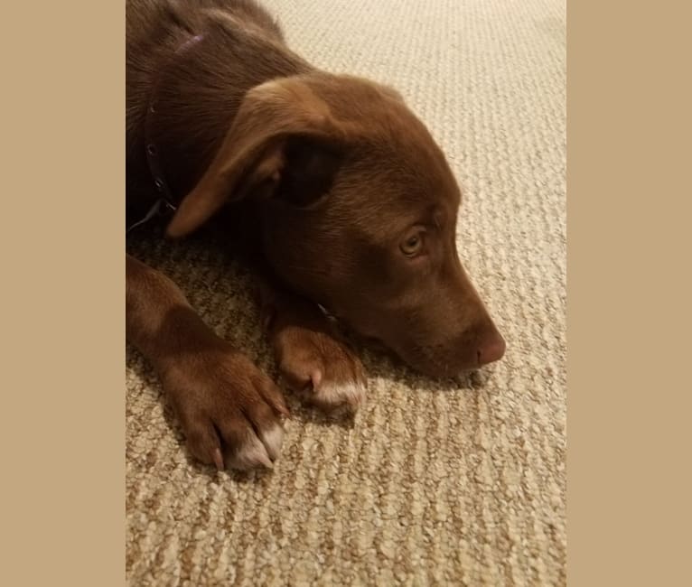 Cochise, a Labrador Retriever and Siberian Husky mix tested with EmbarkVet.com