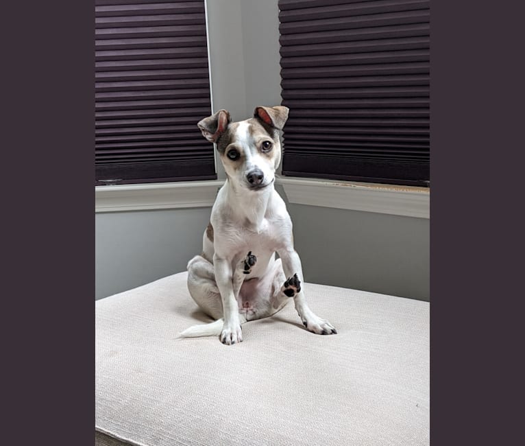 Photo of Scribble, a Chihuahua, Dachshund, and Rat Terrier mix in Texas, USA