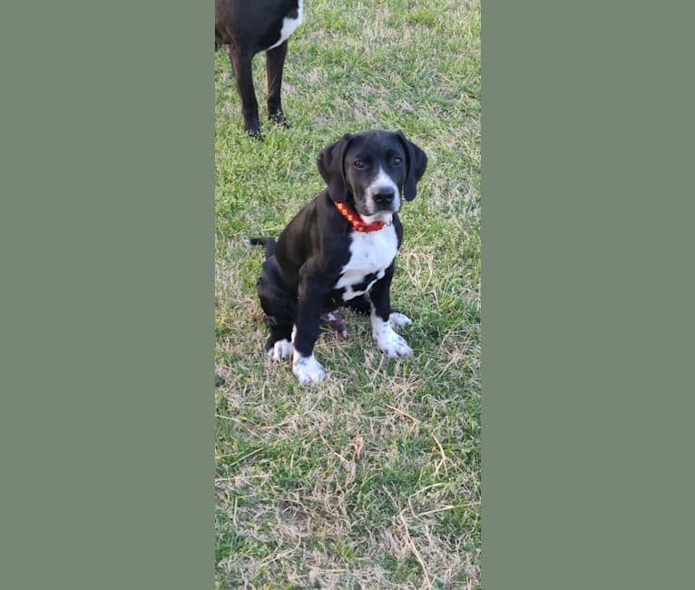 Photo of Diesel, an American Pit Bull Terrier, Brittany, German Wirehaired Pointer, and Mixed mix in Georgia, USA