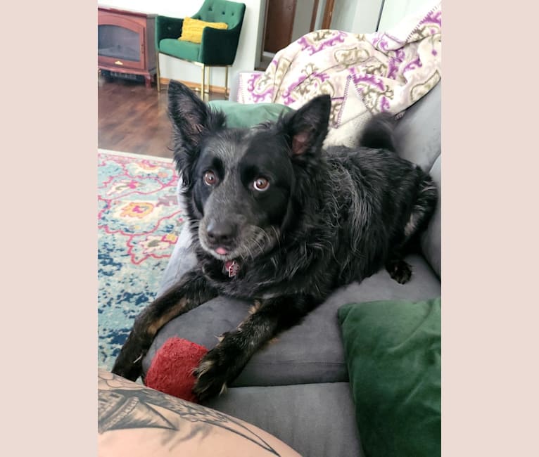 Odin 'stinky butt' Mussatti, an Australian Cattle Dog tested with EmbarkVet.com