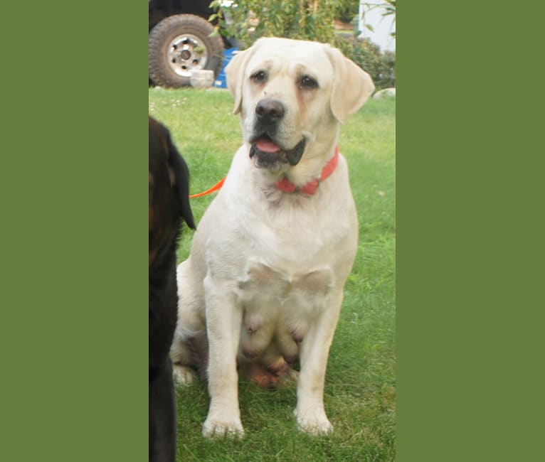 Caviar, a Labrador Retriever tested with EmbarkVet.com