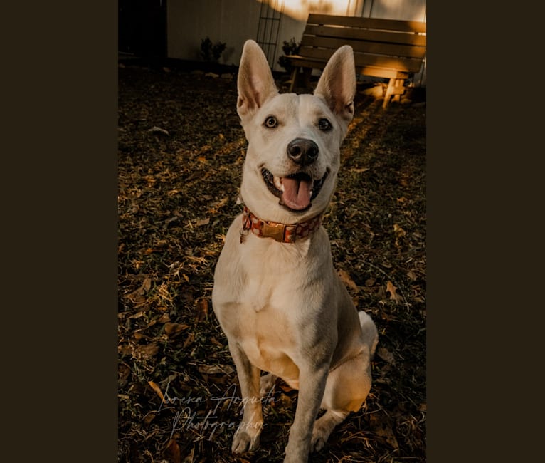 Icee, an American Pit Bull Terrier and Siberian Husky mix tested with EmbarkVet.com