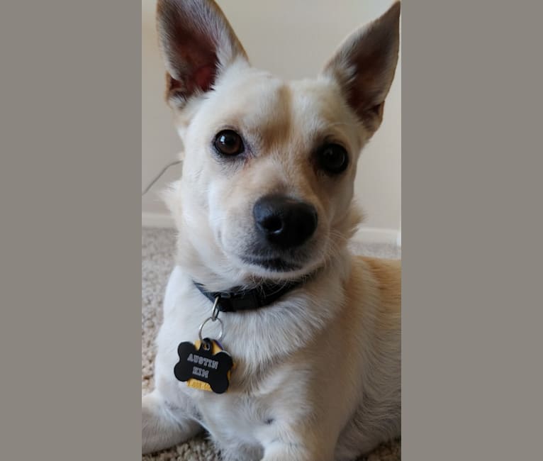 Austin "Sausage" Kim, a Poodle (Small) and Chihuahua mix tested with EmbarkVet.com