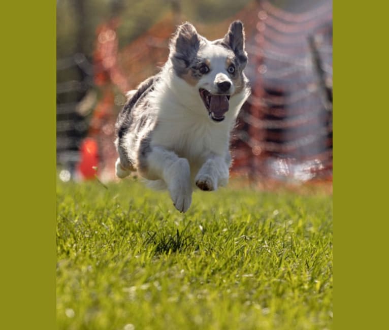 Taco, an Australian Shepherd Group tested with EmbarkVet.com