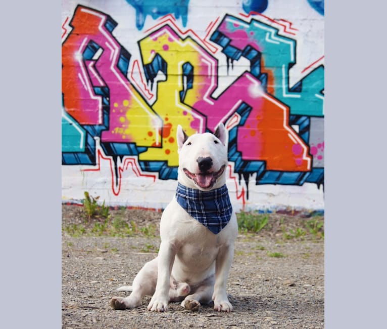 Eddie, a Miniature Bull Terrier tested with EmbarkVet.com