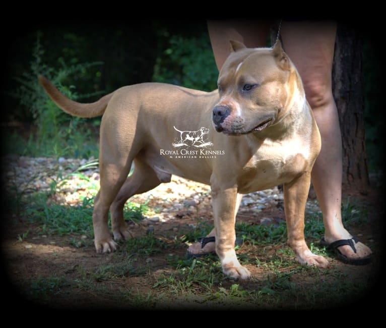 Photo of IVAN, an American Bully 