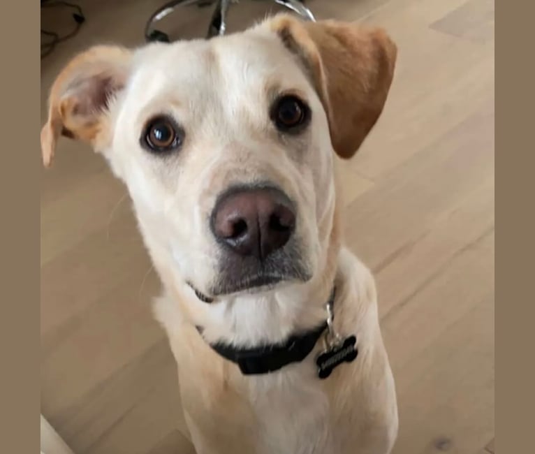 Koji, a Labrador Retriever and American Pit Bull Terrier mix tested with EmbarkVet.com