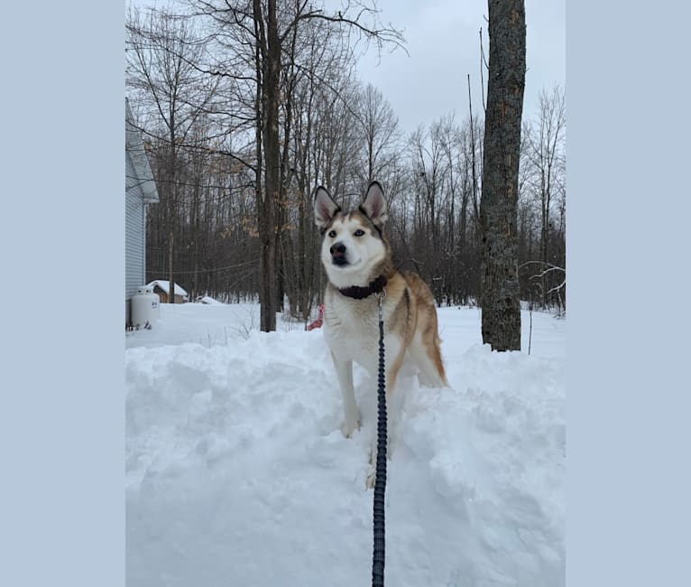 Holly, a Siberian Husky and Alaskan Malamute mix tested with EmbarkVet.com