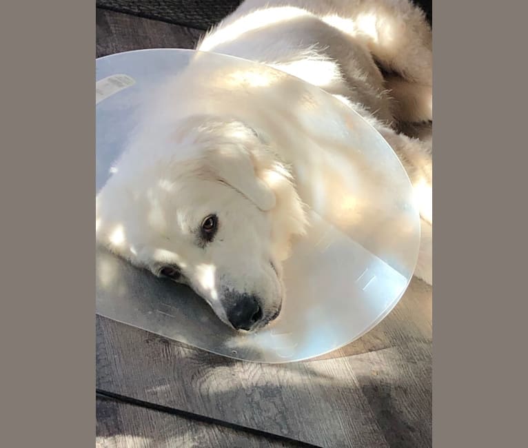 Looney “Chik’in Mini Bandit” Bear, a Great Pyrenees tested with EmbarkVet.com