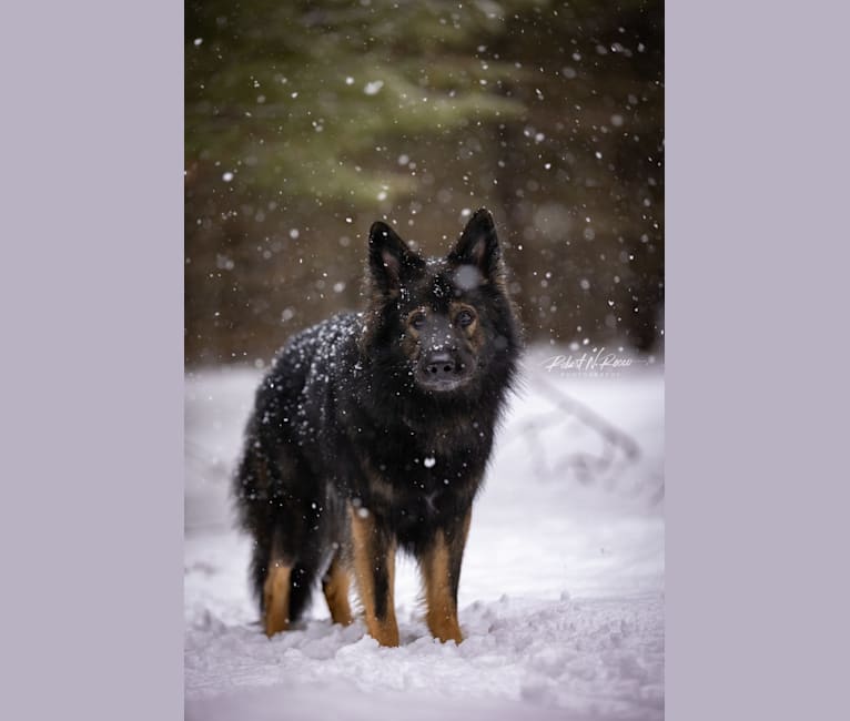 Phantom, a German Shepherd Dog tested with EmbarkVet.com