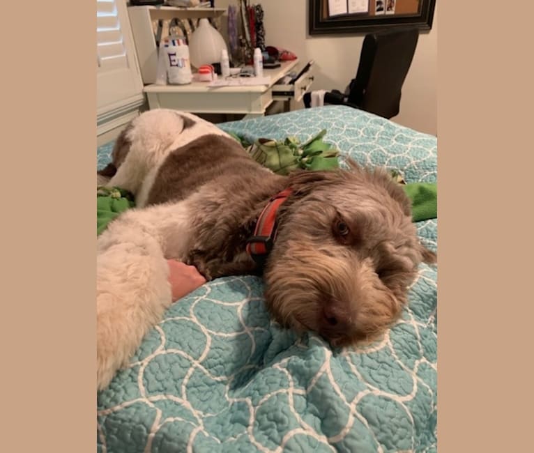 Ross, a Newfypoo tested with EmbarkVet.com