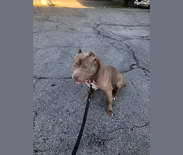 Teally, an American Bully tested with EmbarkVet.com