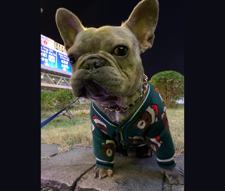 Photo of Romeo, a French Bulldog  in 香港
