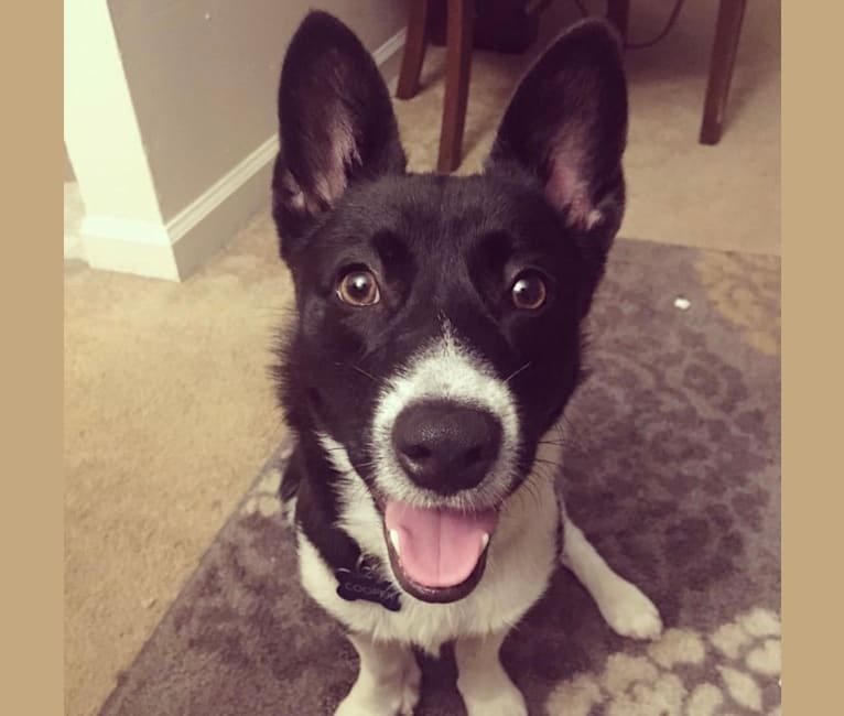 Photo of Cooper, a Pembroke Welsh Corgi, Russell-type Terrier, Border Collie, and Australian Cattle Dog mix in Dallas, TX, USA