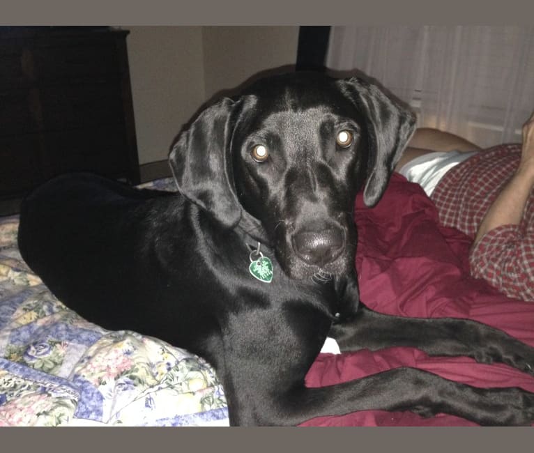 Yogi, a Labrador Retriever and Coonhound mix tested with EmbarkVet.com