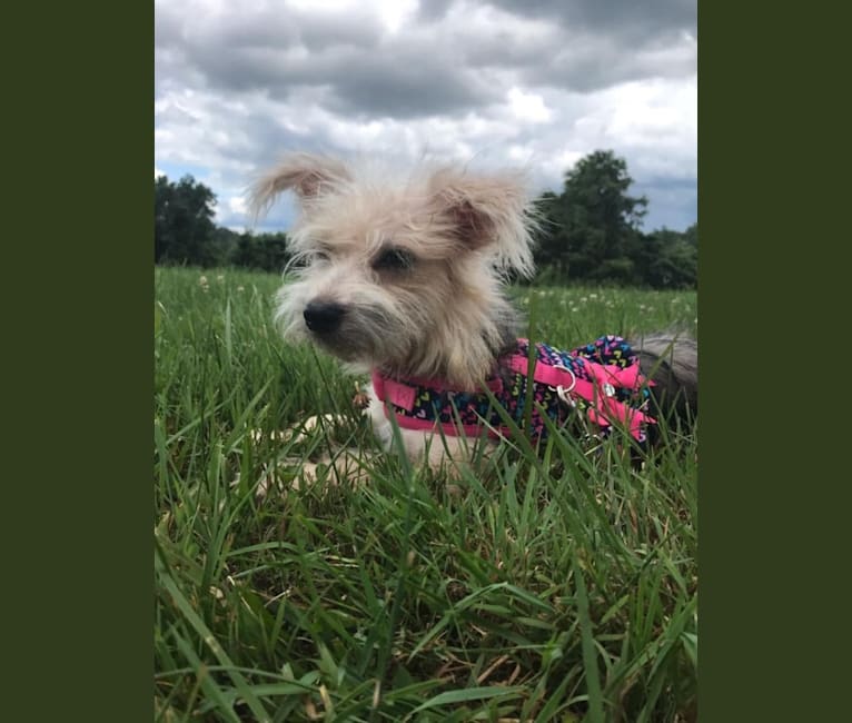 Photo of Molly, a Maltese, Pembroke Welsh Corgi, and Yorkshire Terrier mix in Huntington, West Virginia, USA