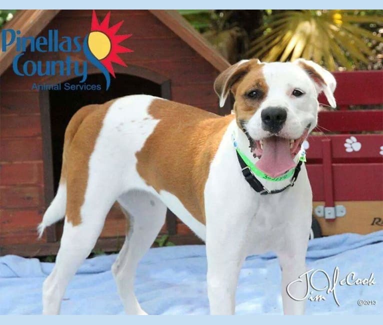 Bella, a Boxer and American Staffordshire Terrier mix tested with EmbarkVet.com