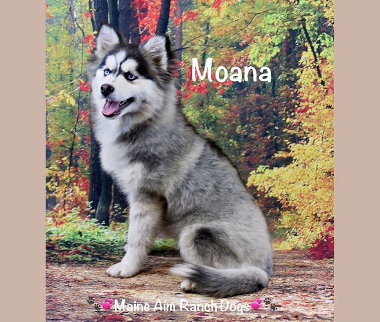 Moana, a Siberian Husky and Pomeranian mix tested with EmbarkVet.com