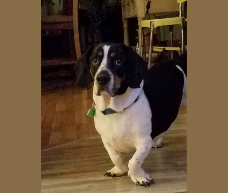 Basset hound terrier hot sale