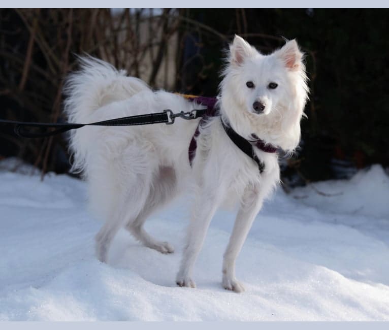 Leon, an American Eskimo Dog tested with EmbarkVet.com