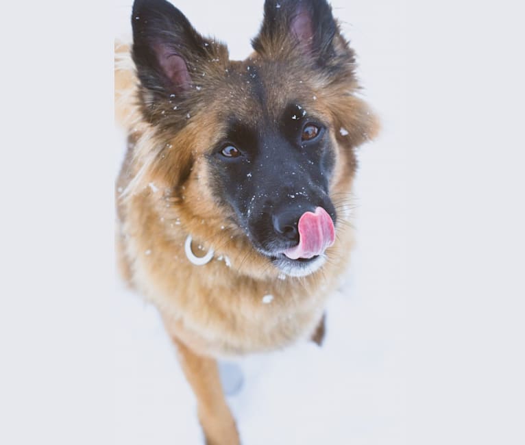 Akela, a German Shepherd Dog and Saint Bernard mix tested with EmbarkVet.com
