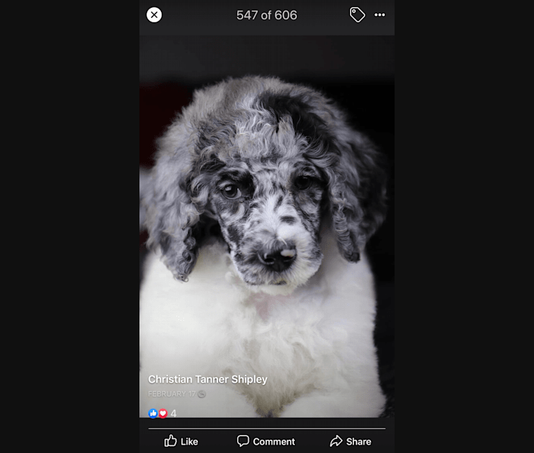 Photo of Poppy, a Poodle (Standard) 