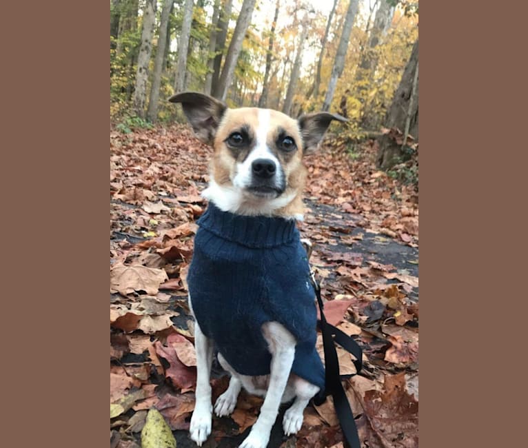 Photo of Chelsea, a Pomeranian, Chihuahua, Pekingese, and Beagle mix in Centreville, Virginia, USA