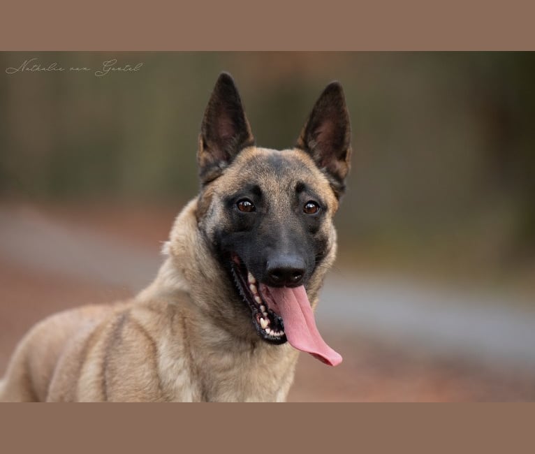 Rikki, a Belgian Shepherd tested with EmbarkVet.com