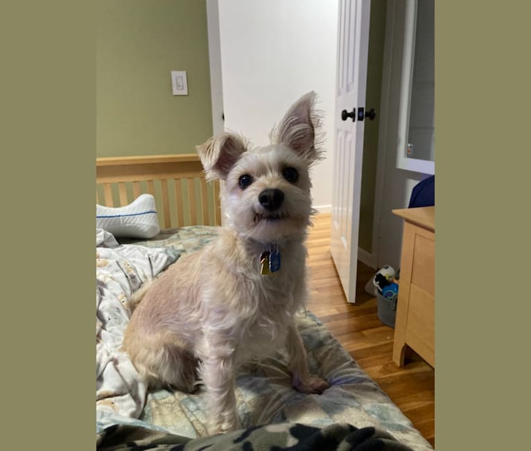 Maltese mini sales pinscher mix
