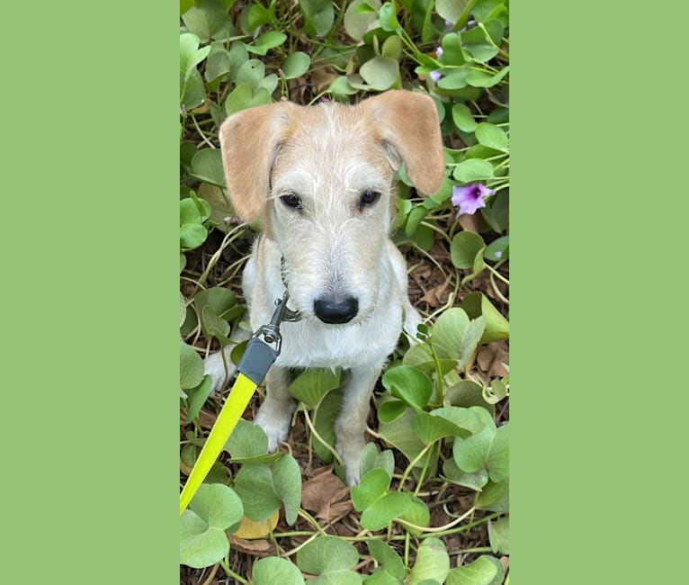 Ozzie, a West Asian Village Dog tested with EmbarkVet.com