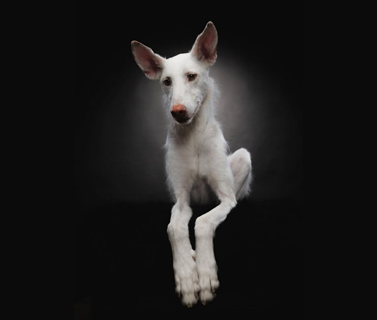 Talco, a Western European Village Dog and Ibizan Hound mix tested with EmbarkVet.com