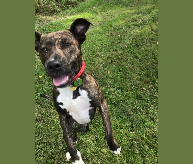 Keira, an American Pit Bull Terrier and American Staffordshire Terrier mix tested with EmbarkVet.com