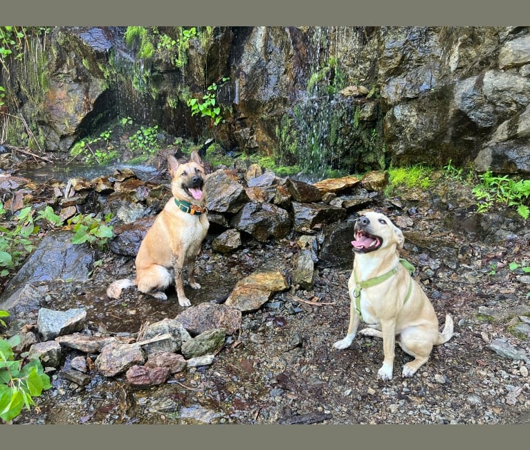 Photo of Everhett, a German Shepherd Dog, Australian Cattle Dog, American Pit Bull Terrier, and Labrador Retriever mix in El Paso, Texas, USA