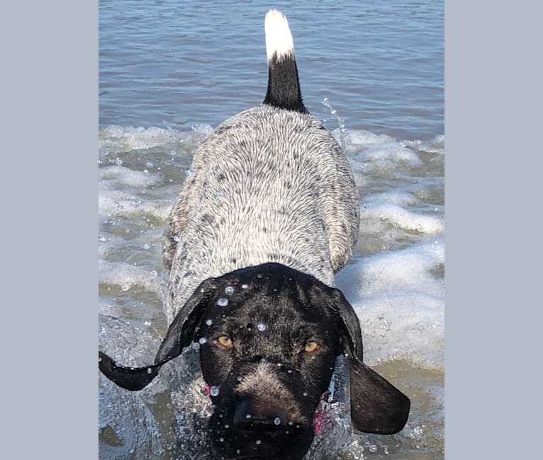 Duchess, a German Shorthaired Pointer tested with EmbarkVet.com