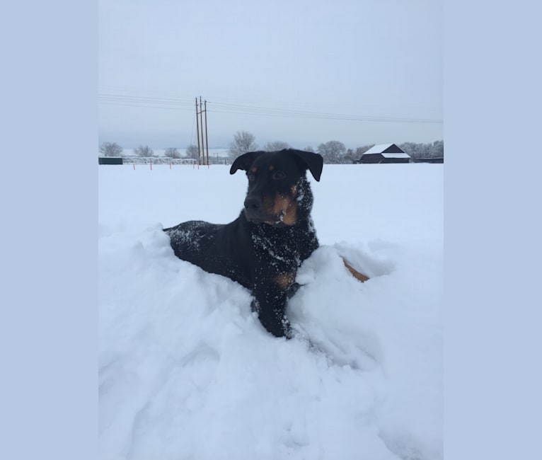 Photo of Archer, a Beauceron  in Payette, ID, USA