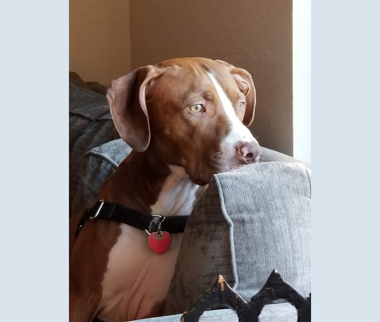 Boxer german shorthaired pointer 2025