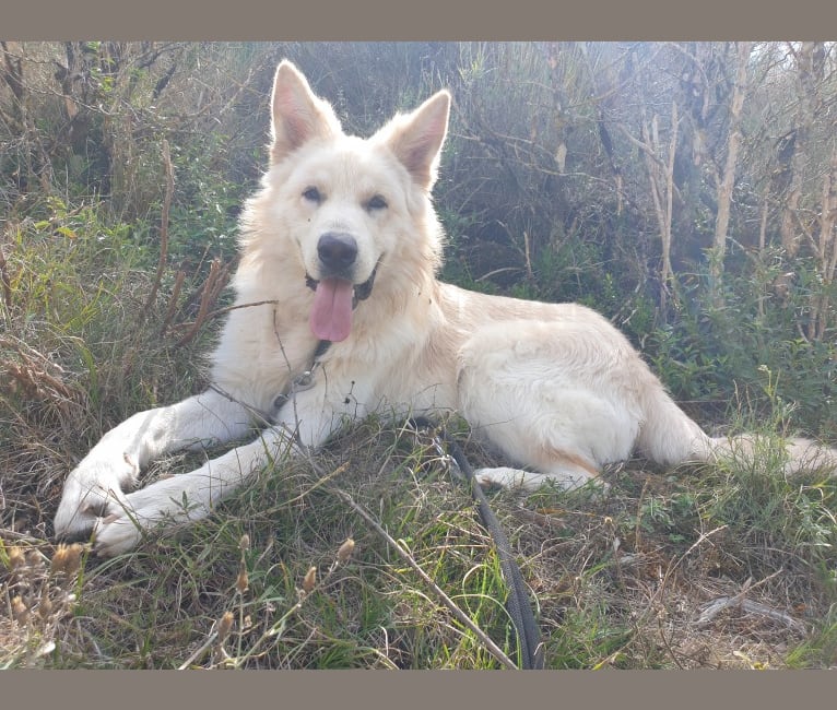 Raphaël, a German Shepherd Dog tested with EmbarkVet.com