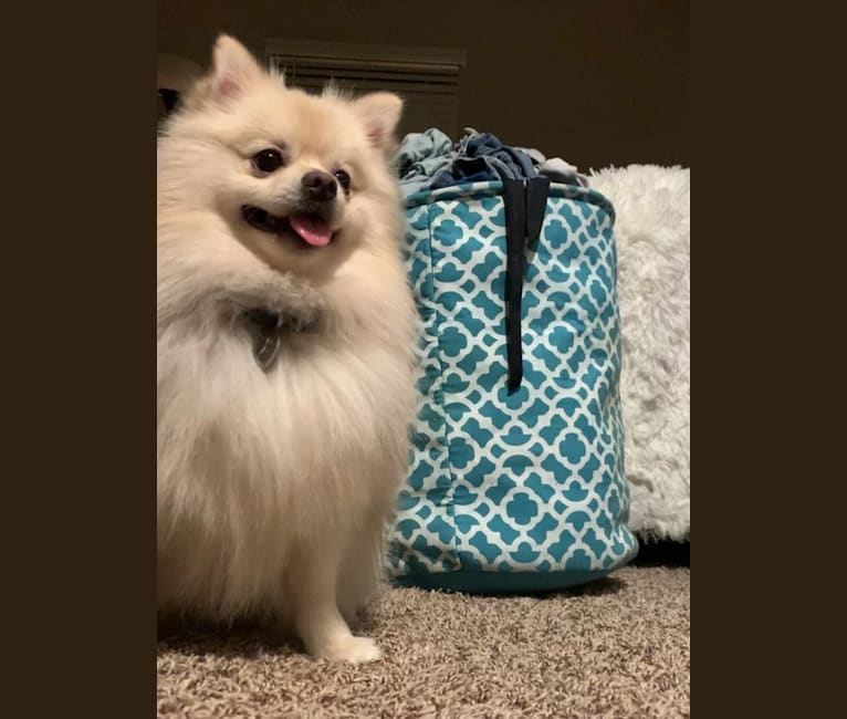 Koda, a Pomeranian tested with EmbarkVet.com