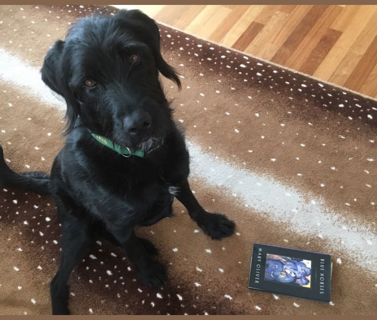 Wire haired labrador sales