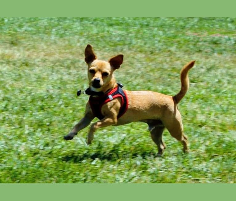 Chuck, a Chihuahua and Pomeranian mix tested with EmbarkVet.com