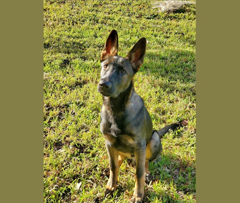Photo of Argos Envy2 Augustine Vom Marienhof, a German Shepherd Dog  in Jacksonville, FL, USA