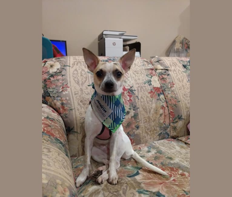 Spottie, a Chihuahua and Mountain Cur mix tested with EmbarkVet.com