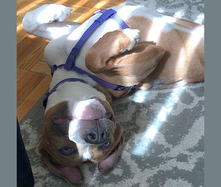 Morty, an American Pit Bull Terrier and American Staffordshire Terrier mix tested with EmbarkVet.com